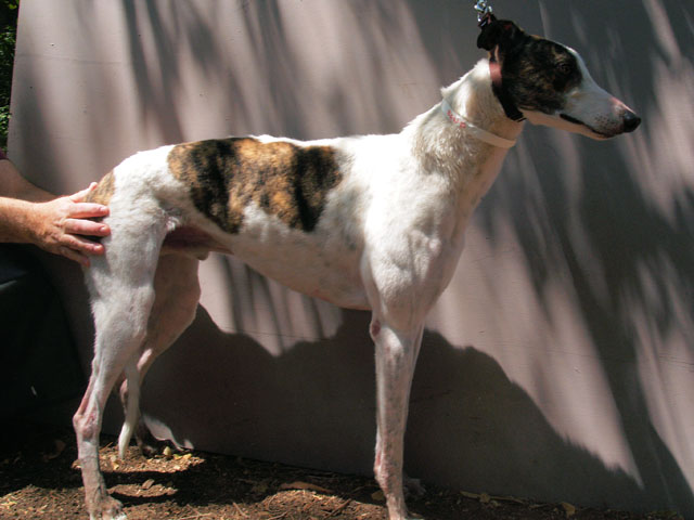 P4181121_Cooper