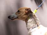 P4181057_Goodrich