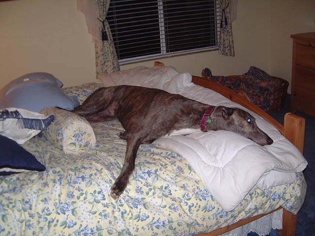 RalphBed2a